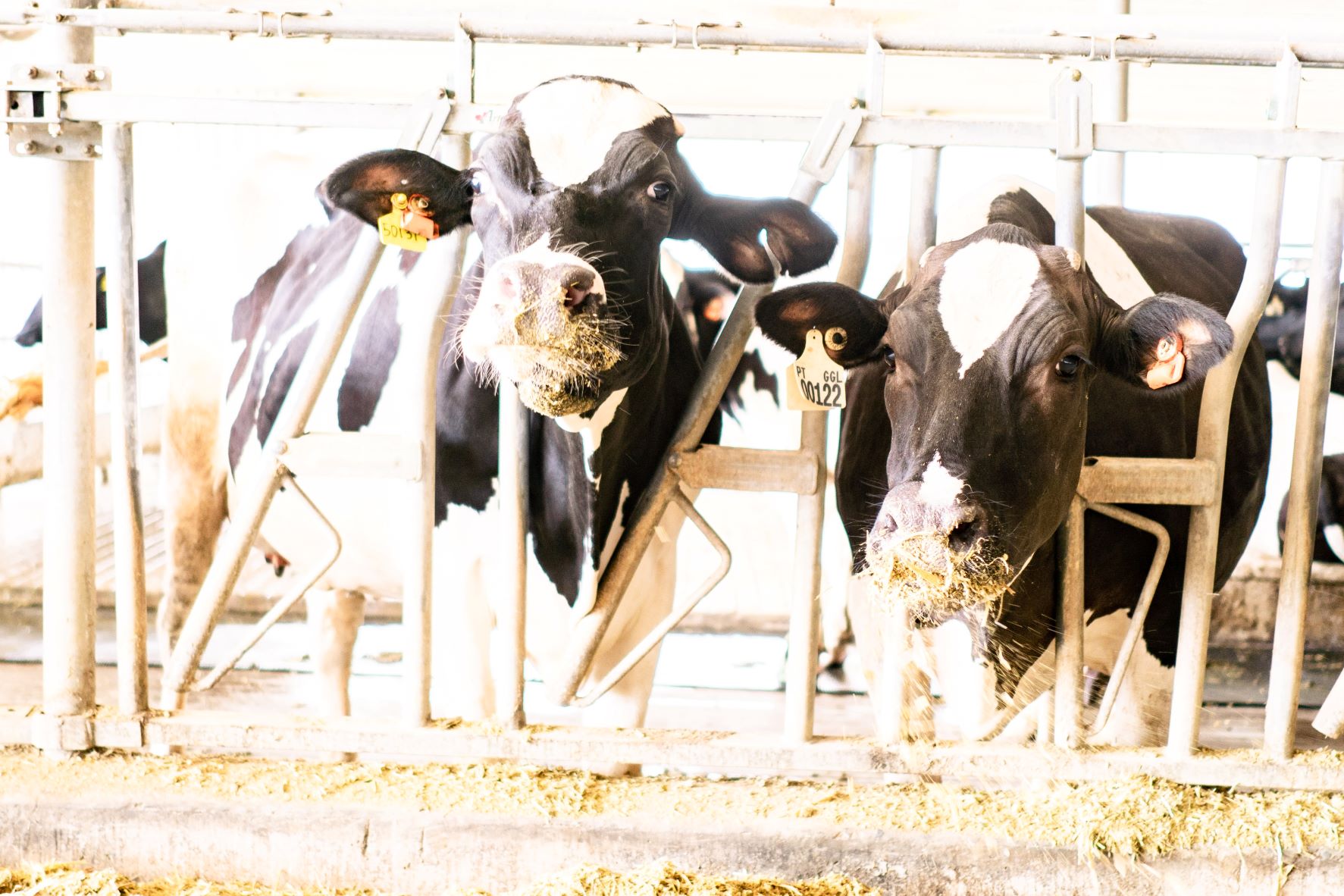 Hometown Dairy