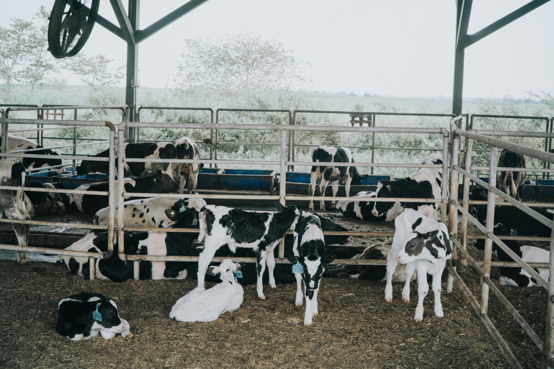 Hometown Dairy